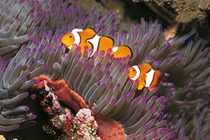 orange and white fish at Blue Reef Aquarium