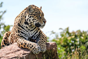 Jaguar at Safari Zoo