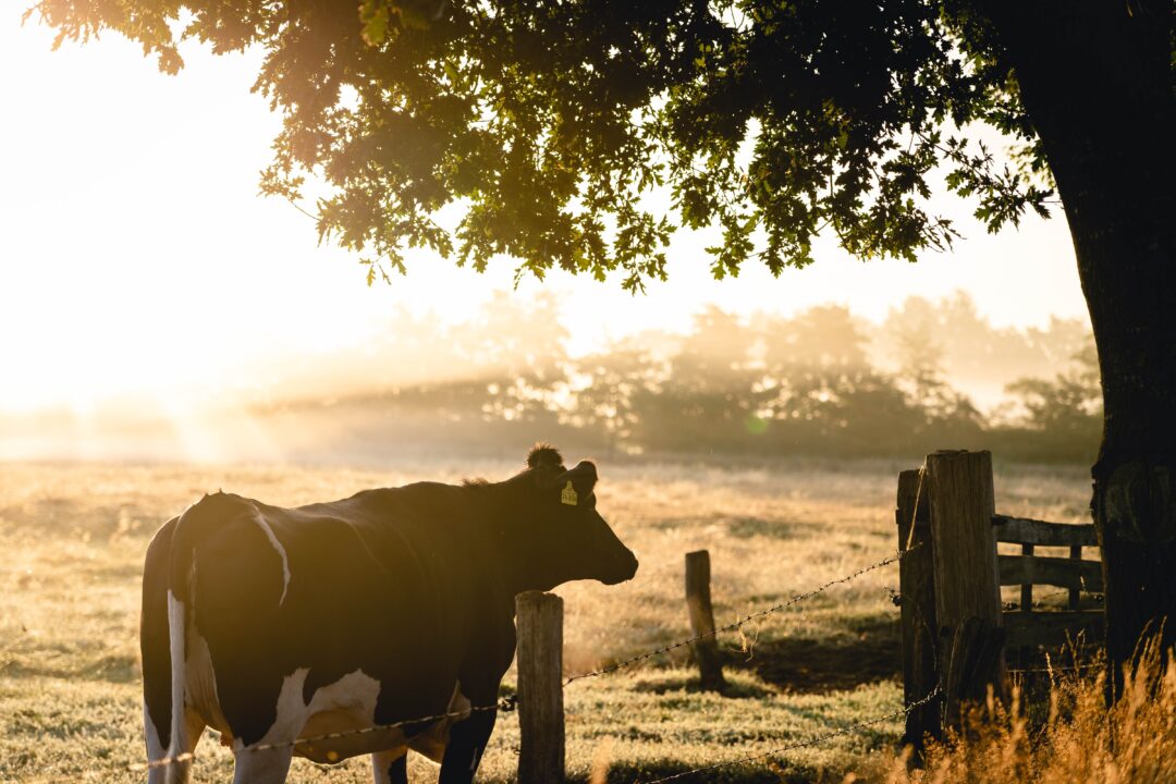 October Animal Feed Production Great Britain Feed Compounder Magazine